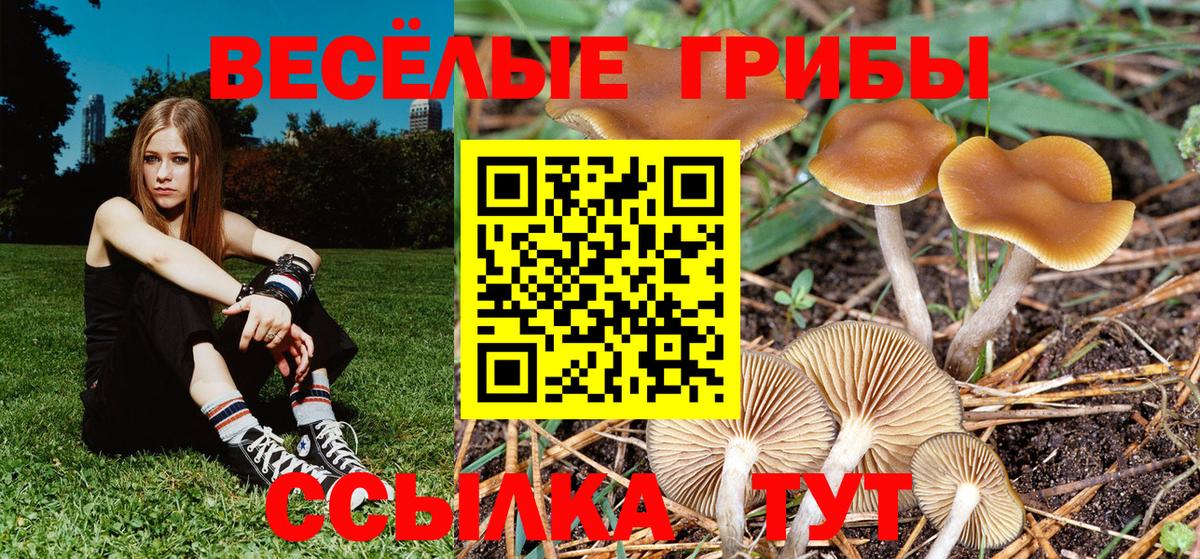 Псилоцибиновые грибы Psilocybine cubensis Нефтекамск